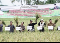 Bupati Bersama Kelompok Tani “Ingin Maju” Lakukan Panen Perdana Intensifikasi Padi Sawah