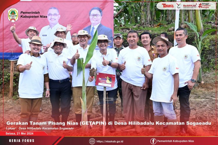 Bupati Nias: Produksi Pisang Harus Diprioritaskan Agar Memiliki Kualitas dan Daya Jual Yang Tinggi