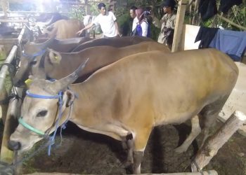 Datang Di Lapak Kami: Oom Rudy Dan Team Ke Unggulan Recomeded