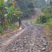Sungguh Sangat Miris, Proyek Jalan Pengerasan Diduga Dikerjakan Asal Jadi