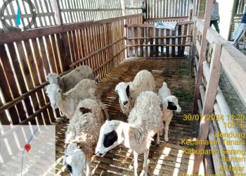 Wadaw..! Anggaran program Ketapang 2023 Di desa Bendung Tanara kades Lupa