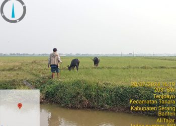 Kerbau sisa 2 Pada Program UPO di Desa – Tanara Diduga Dijual / Mati , Peltek Pertanian: Poktan sukamaju Harus Tanggung Jawab