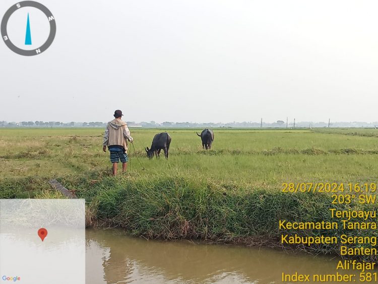 Kerbau sisa 2 Pada Program UPO di Desa – Tanara Diduga Dijual / Mati , Peltek Pertanian: Poktan sukamaju Harus Tanggung Jawab