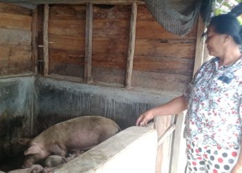 Ternak Babi Milik Kelompok KWT Orahua Beranak Sebanyak 20 Ekor