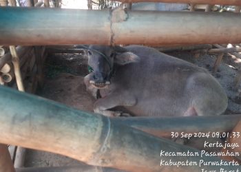 Pemberdayaan Masyarakat Lewat Program Pengembangan Ternak Sapi