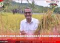 BUPATI NIAS IKUTI KEGIATAN PANEN RAYA PADI SERENTAK DALAM RANGKA PERCEPATAN SWASEMBADA PANGAN NASIONAL