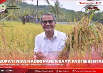 BUPATI NIAS IKUTI KEGIATAN PANEN RAYA PADI SERENTAK DALAM RANGKA PERCEPATAN SWASEMBADA PANGAN NASIONAL