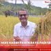 BUPATI NIAS IKUTI KEGIATAN PANEN RAYA PADI SERENTAK DALAM RANGKA PERCEPATAN SWASEMBADA PANGAN NASIONAL