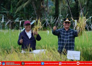 Wali Kota dan Wakil Wali Kota Gunungsitoli Hadiri Panen Raya Padi Serentak