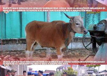 PEMKAB NIAS SERAHKAN HEWAN QURBAN DALAM RANGKA MEMPERINGATI HARI RAYA IDUL ADHA 1446 H/2025 M