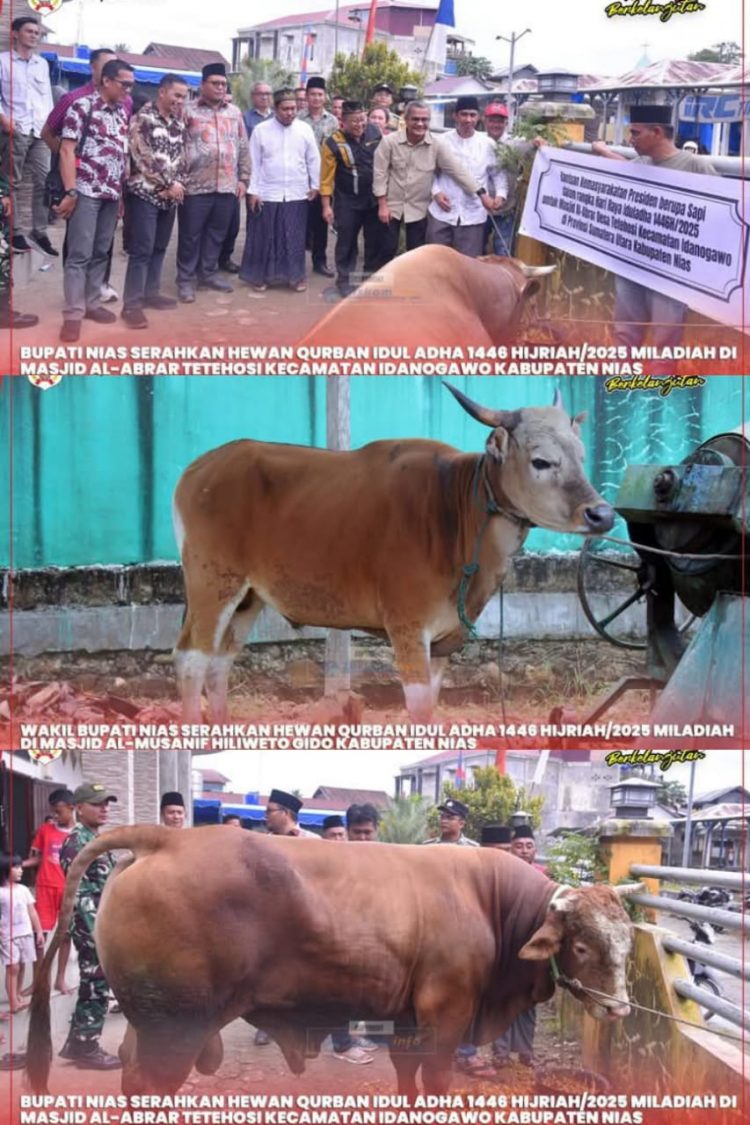 PEMKAB NIAS SERAHKAN HEWAN QURBAN DALAM RANGKA MEMPERINGATI HARI RAYA IDUL ADHA 1446 H/2025 M