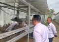 Lapas Kelas IIA Salemba Kembangkan Budidaya Ayam Kampung dengan Mesin Penetas