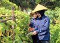 Kepala Lapas Kelas IIA Tangerang Panen Sayur Pare Bersama Warga Binaan