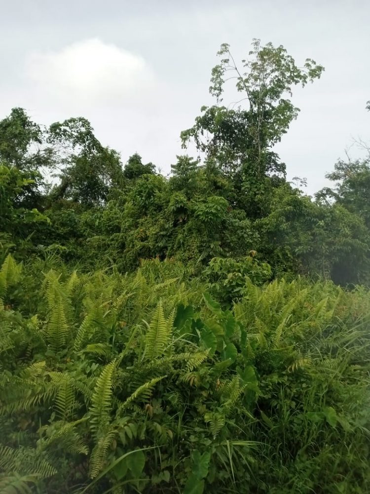 Sejumlah Pemerintah Desa di Nias Mengeluh Soal HOK Ketapang, TPK Merugi