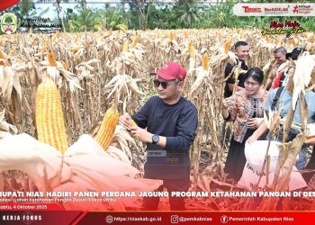 Program Ketahanan Pangan Berhasil! Bupati Nias Hadiri Panen Jagung Perdana di Lahan BUMDes Desa Umbu