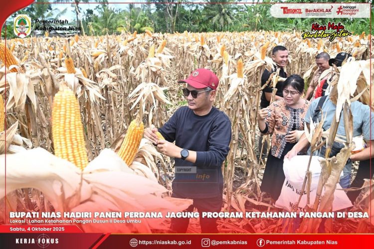 Program Ketahanan Pangan Berhasil! Bupati Nias Hadiri Panen Jagung Perdana di Lahan BUMDes Desa Umbu