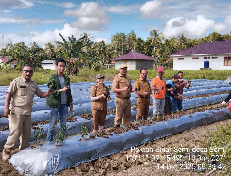 Tanam Perdana di Kelompok Tani Sinar Semi Dihadiri Kadis Ketahanan Pangan, Pertanian dan Perikanan