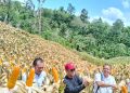 Bupati Nias Hadiri Panen Perdana Ketahanan Pangan Desa Sihareo III Hilibadalu