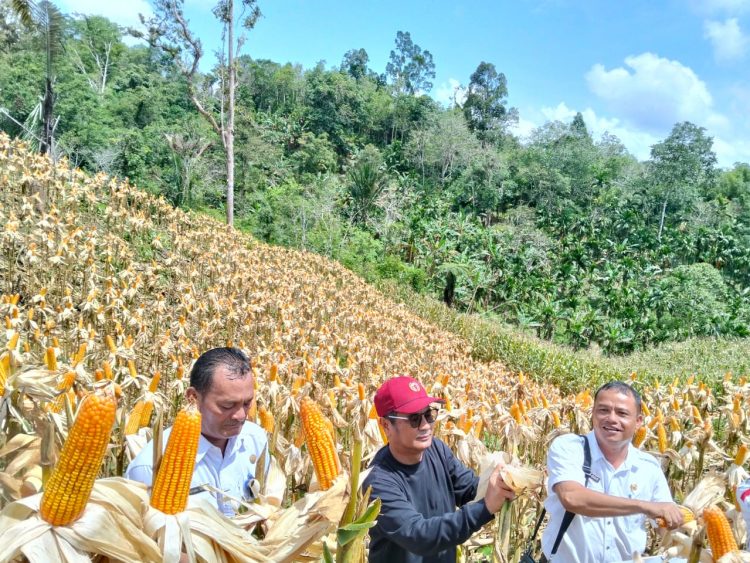 Bupati Nias Hadiri Panen Perdana Ketahanan Pangan Desa Sihareo III Hilibadalu