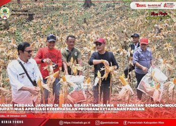 PANEN PERDANA JAGUNG DI DESA SISARATANDRAWA, BUPATI NIAS APRESIASI KEBERHASILAN PROGRAM KETAHANAN PANGAN
