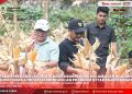PANEN PERDANA JAGUNG DI DESA SISOBALAURU, BUPATI NIAS APRESIASI KEBERHASILAN PROGRAM KETAHANAN PANGAN