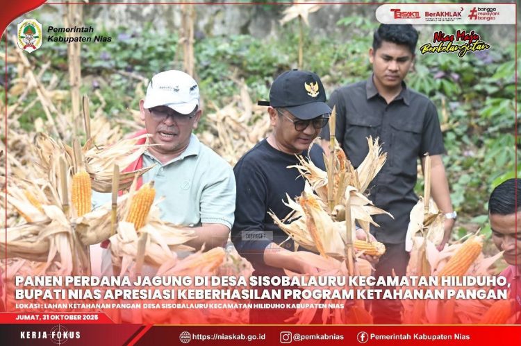 PANEN PERDANA JAGUNG DI DESA SISOBALAURU, BUPATI NIAS APRESIASI KEBERHASILAN PROGRAM KETAHANAN PANGAN