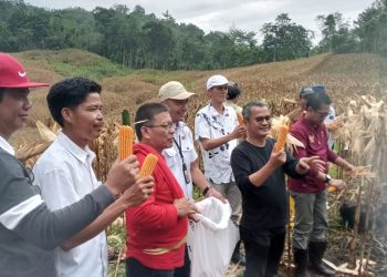 Bupati Nias Bersama Ketua DPRD Lakukan Panen Perdana Jagung di Lahan Ketapang Desa Hilifaosi