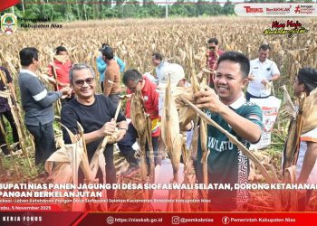 BUPATI NIAS DAN KETUA DPRD HADIRI PANEN JAGUNG HIBRIDA DI DESA SIOFAEWALI SELATAN