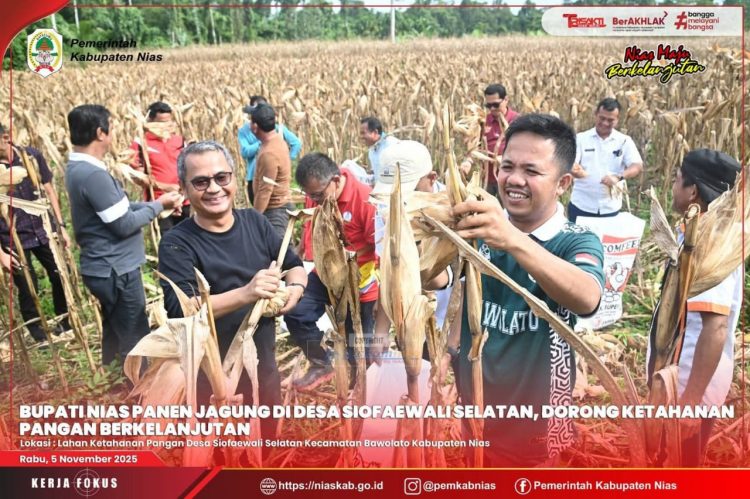 BUPATI NIAS DAN KETUA DPRD HADIRI PANEN JAGUNG HIBRIDA DI DESA SIOFAEWALI SELATAN