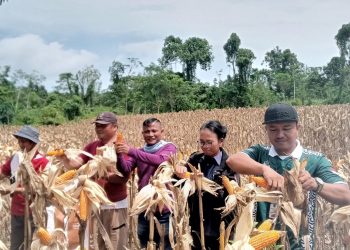 Pemdes Orahua Faondrato Lakukan Panen Raya di Lahan Ketapang