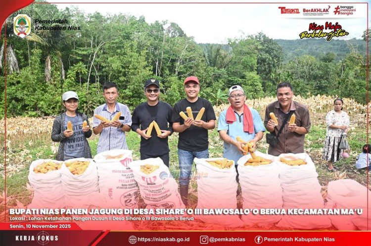 BUPATI NIAS BERSAMA KETUA DPRD PANEN JAGUNG DI DESA SIHARE’O III BAWOSALO’O BERUA