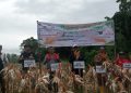 Bupati Bersama Ketua DPRD Lakukan Panen Jagung di Lahan Ketapang Desa Tetegeonaai
