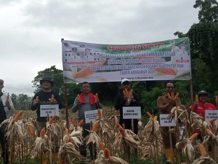 Bupati Bersama Ketua DPRD Lakukan Panen Jagung di Lahan Ketapang Desa Tetegeonaai