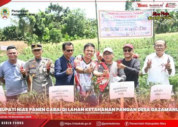 Bupati Nias Bersama Ketua DPRD Panen Cabai di Lahan Ketapang Desa Gazamanu