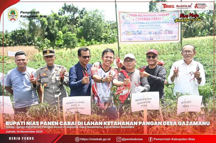 Bupati Nias Bersama Ketua DPRD Panen Cabai di Lahan Ketapang Desa Gazamanu