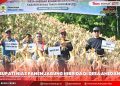 SEKDA DAMPINGI BUPATI NIAS & KETUA DPRD PANEN JAGUNG HIBRIDA DI DESA AHEDANO