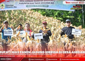 SEKDA DAMPINGI BUPATI NIAS & KETUA DPRD PANEN JAGUNG HIBRIDA DI DESA AHEDANO