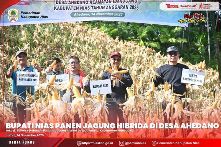 SEKDA DAMPINGI BUPATI NIAS & KETUA DPRD PANEN JAGUNG HIBRIDA DI DESA AHEDANO