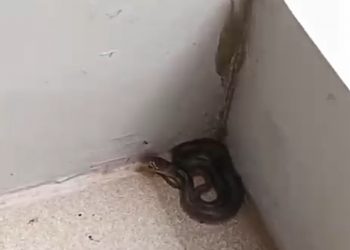 Bikin Takut, Warga Perumahan Cipondoh Like View Digegerkan Munculnya Uler Kobra