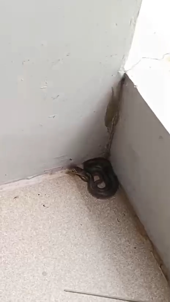 Bikin Takut, Warga Perumahan Cipondoh Like View Digegerkan Munculnya Uler Kobra