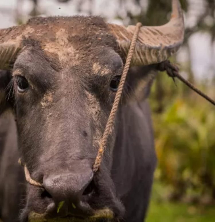 Kasus Pencurian Kerbau Dan motor Di Kp Parung Kini Membuat Resah ,, APH Harus Segera menangkap Sangpelaku Secepatnya