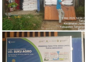 Petani Taban Ditolak Beli Pupuk Subsidi, Distribusi di Kecamatan Jambe Jadi Sorotan