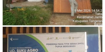 Petani Taban Ditolak Beli Pupuk Subsidi, Distribusi di Kecamatan Jambe Jadi Sorotan
