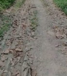 Tak Berkualitas Alias Asal Jadi , Jalan Poros Desa Di Kampung Ciparai Arah pasir Kamarang. Baru Satu Tahun Rusak Parah